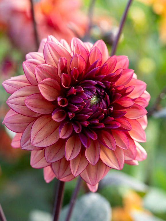 Dahlia ‘Molly Raven’ med mörkt bladverk och rosa blommor i rabatt