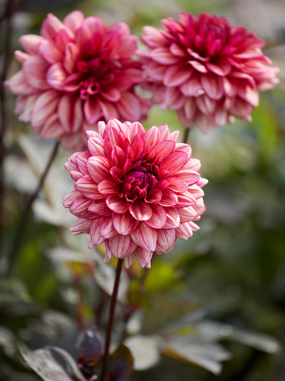 Närbild på dekorativ dahlia ‘Molly Raven’ med rökiga rosa nyanser