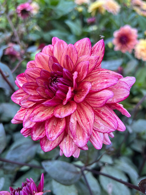 Dahlia ‘Molly Raven’ i trädgård med kontrast mellan blomma och mörka blad