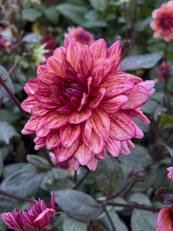 Dahlia ‘Molly Raven’ med mörkt bladverk och rosa blommor i rabatt