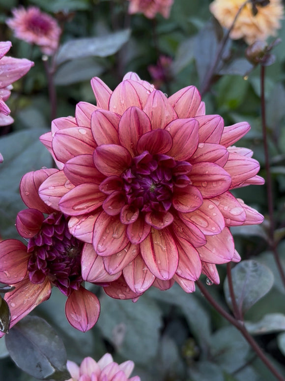 Närbild på blomma av Dahlia ‘Molly Raven’ mot mörkt bladverk