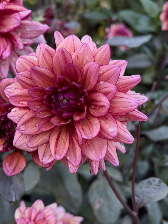 Närbild på dekorativ dahlia ‘Molly Raven’ med rökiga rosa nyanser