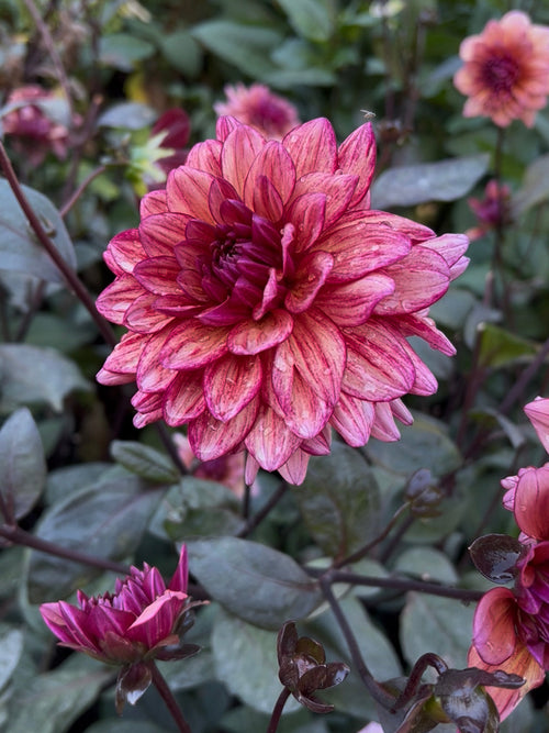 Närbild på blomma av Dahlia ‘Molly Raven’ mot mörkt bladverk