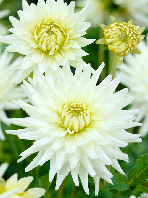 Vårplantering Dahlia My Love