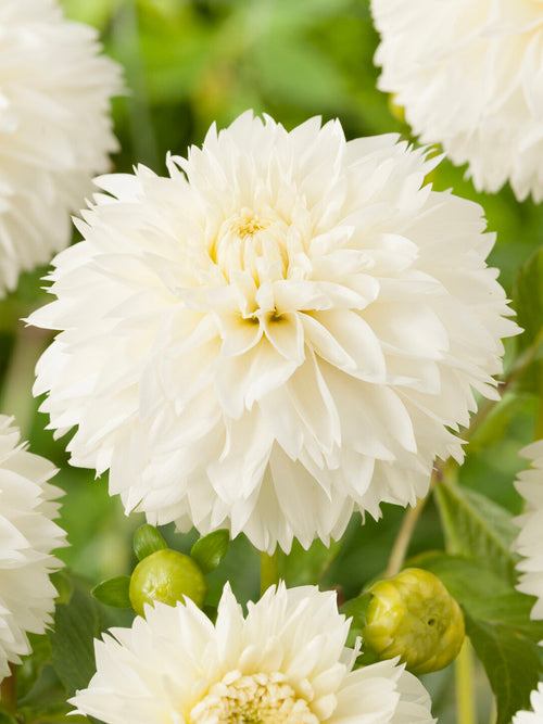 Närbild på Dahlia ‘Myama Fubuki’ med fint fransade kronblad