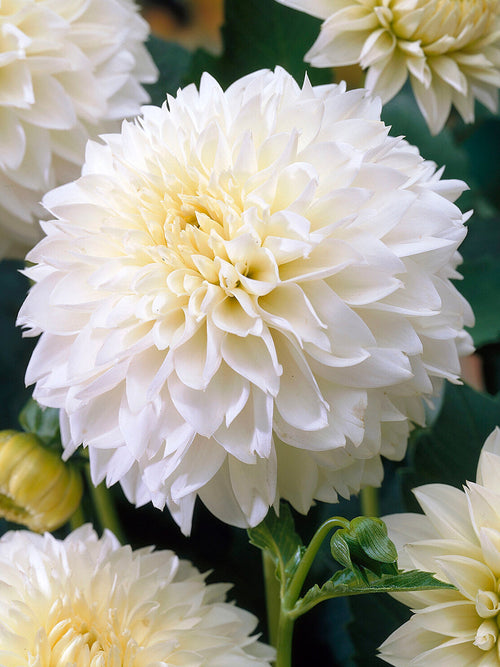 Dahlia ‘Myama Fubuki’ med stora krämvita fransiga blommor i rabatt