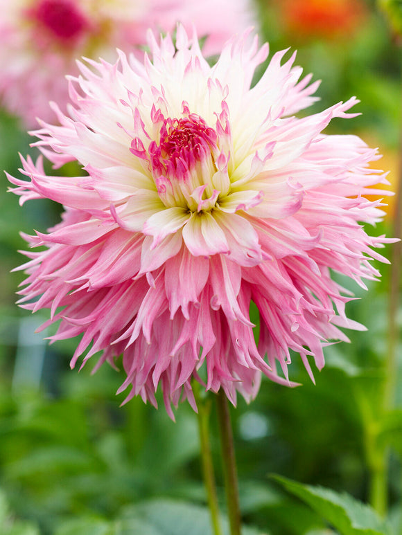 Stor pastellfärgad Dahlia ‘Nadia Ruth’ i romantisk plantering
