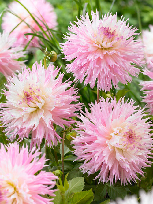 Detalj av de fjäderlika blommorna hos Dahlia ‘Nadia Ruth’
