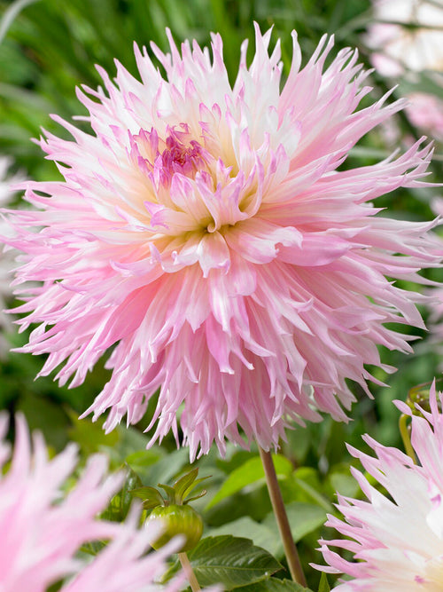 Dahlia ‘Nadia Ruth’ med stora fransiga blommor i rosa och kräm