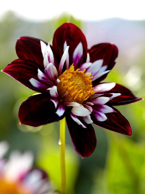 Halskråsdahlia Night Butterfly