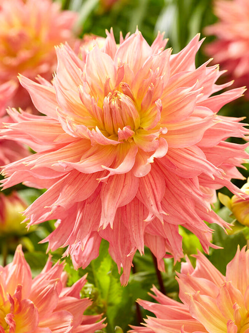 Tallriksdahlia Omega