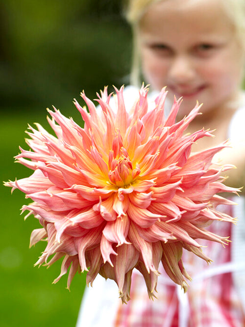 Dahlia Omega
