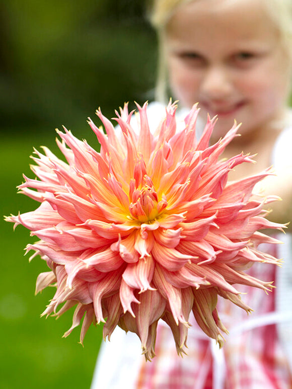 Dahlia Omega
