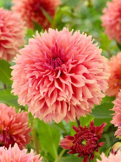 Dahlia ‘Orange Fubuki’ med stora orange fransiga blommor