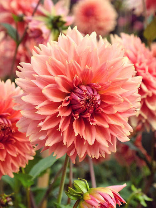 Orange fimbriatadahlia ‘Orange Fubuki’ i sensommarrabatt