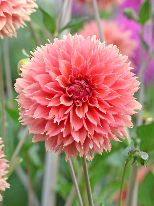 Närbild på Dahlia ‘Orange Fubuki’ med fjäderlika kronblad