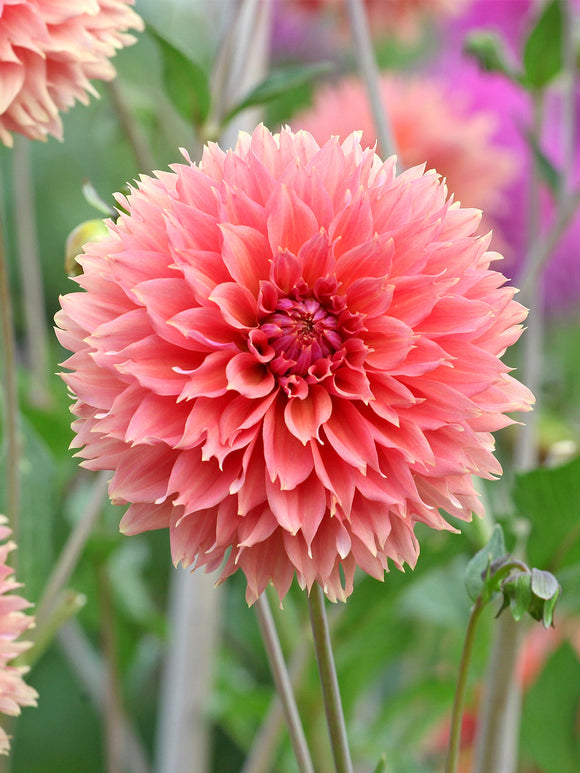 Närbild på Dahlia ‘Orange Fubuki’ med fjäderlika kronblad