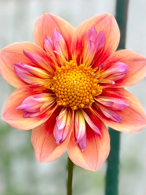 Närbild på Dahlia ‘Orange Hype’ med gyllene mitt och färgad krage