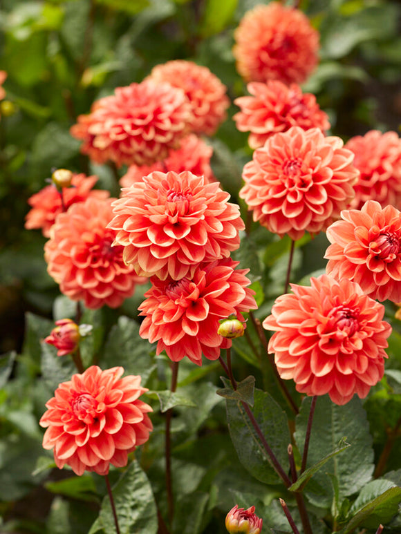 Dahlia Orange Nugget | DutchGrown™ Sverige