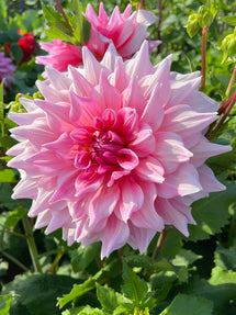 Dahlia Otto's Thrill