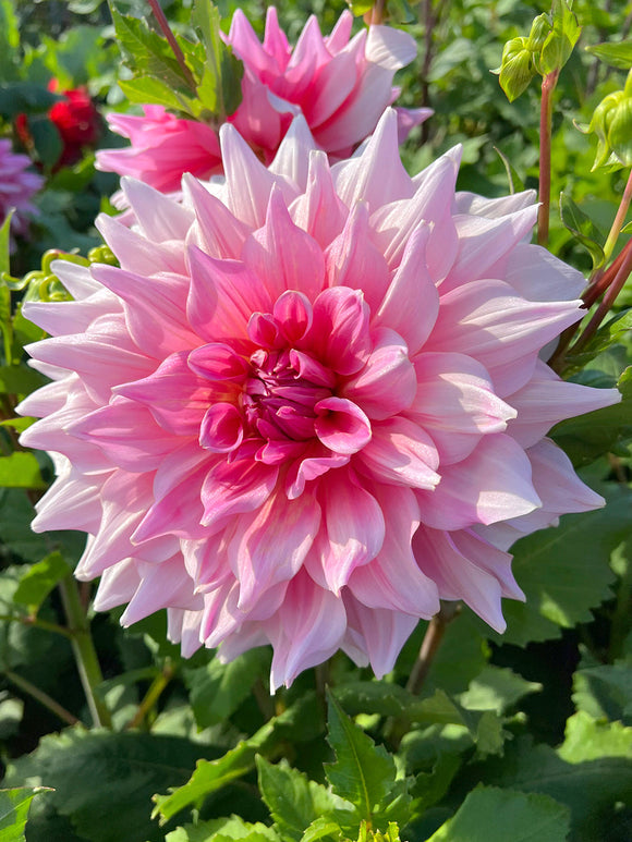 Dahlia Otto's Thrill