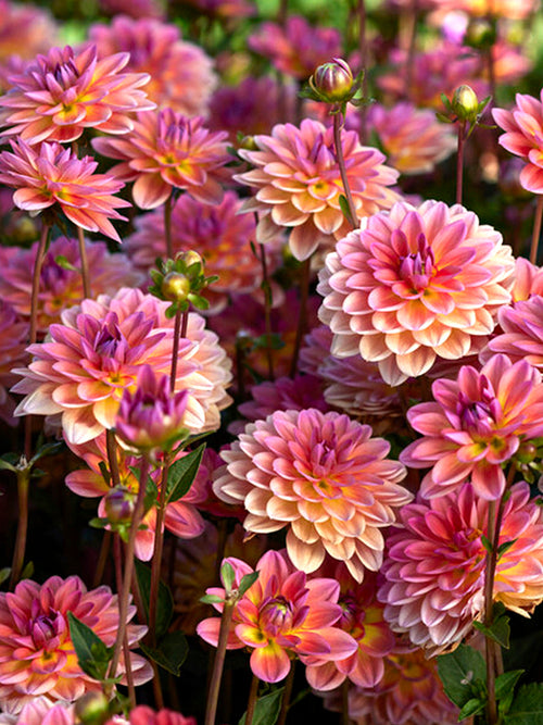 Vårplantering Dahlia Pacific View