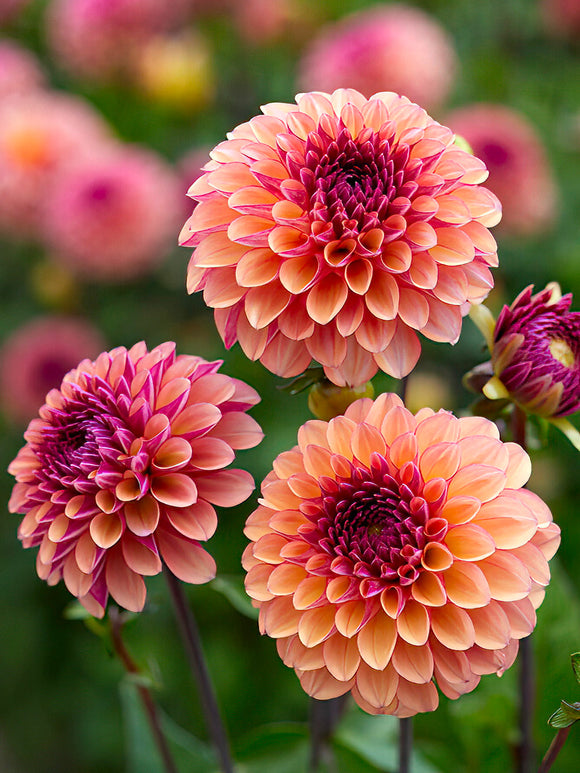 Boll-dahlia 'Palmares' i full blom