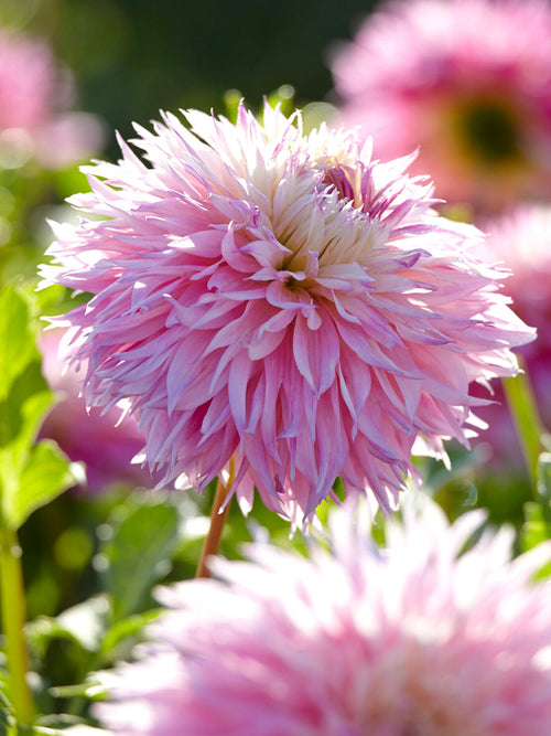 Dahlia ‘Pinelands Princess’ med fransade rosa och krämfärgade blommor