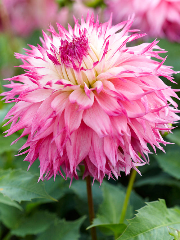Romantisk Dahlia ‘Pinelands Princess’ i sommarblommande rabatt