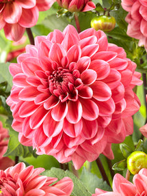 Dahlia Pink Runner