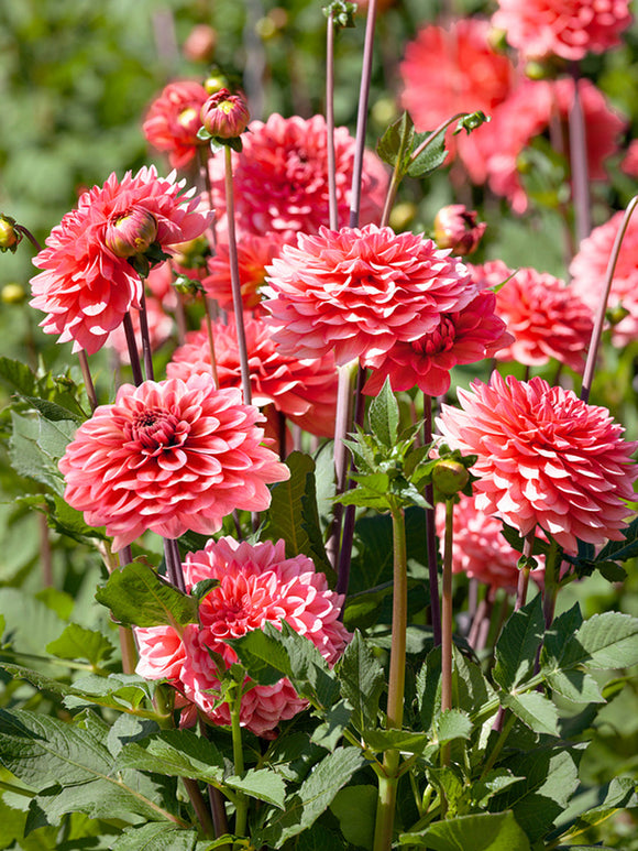 Dahlia Pink Runner | DutchGrown™ Sverige