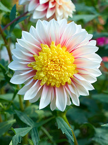 Dahlia Polka