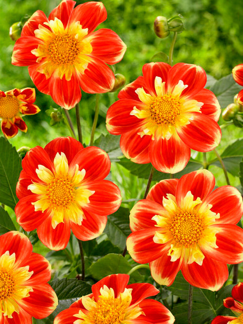 Dahlia Pooh