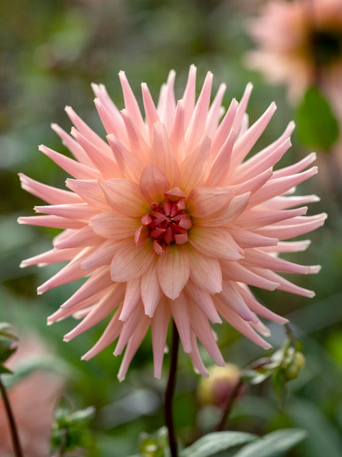 Premiumknölar av Dahlia Preference 