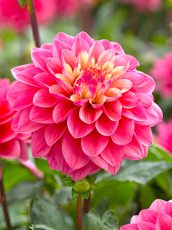 Dahlia ‘Princesse Gracia’ i rosa och gult