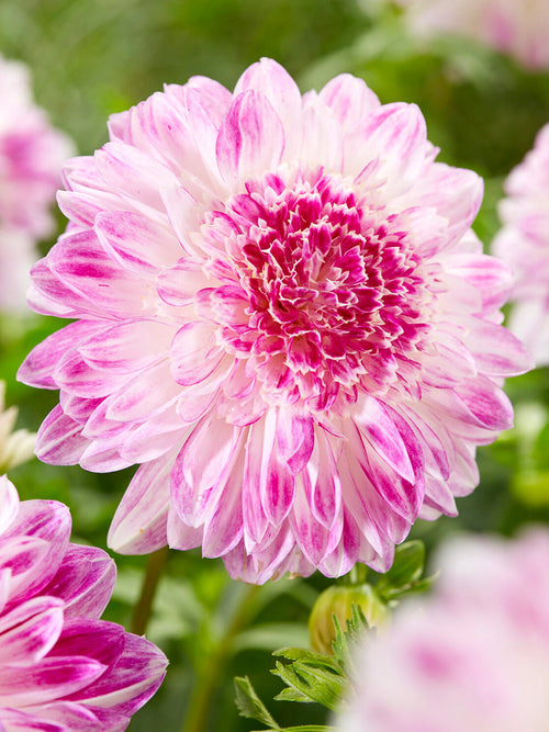 Dahlia ‘Que Sera’ med anemonblommor i rosa och lila toner