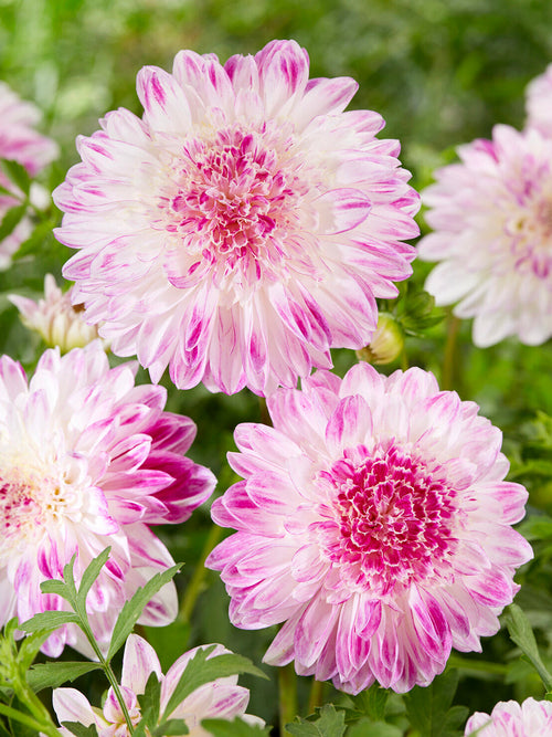 Romantisk Dahlia ‘Que Sera’ i sommarblommande rabatt