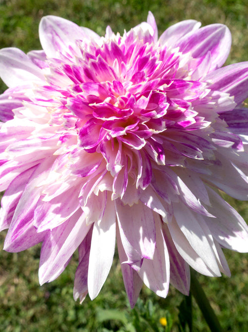 Närbild på anemondahlia ‘Que Sera’ med texturerat centrum