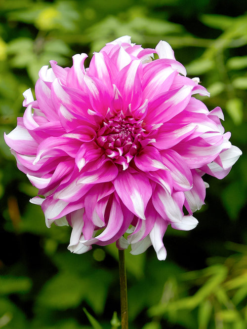 Dahlia Radegast Köp dahliaknölar | Sommarfavoriter | Högsta kvalitet