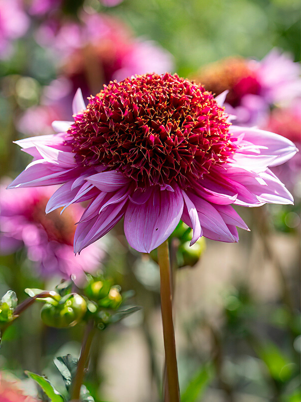 Dahlia Raspberry Puff Dahlia ‘Raspberry Puff’ | Anemonblommig dahlia | DutchGrown™