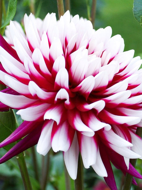 Dahlia Rebecca's World
