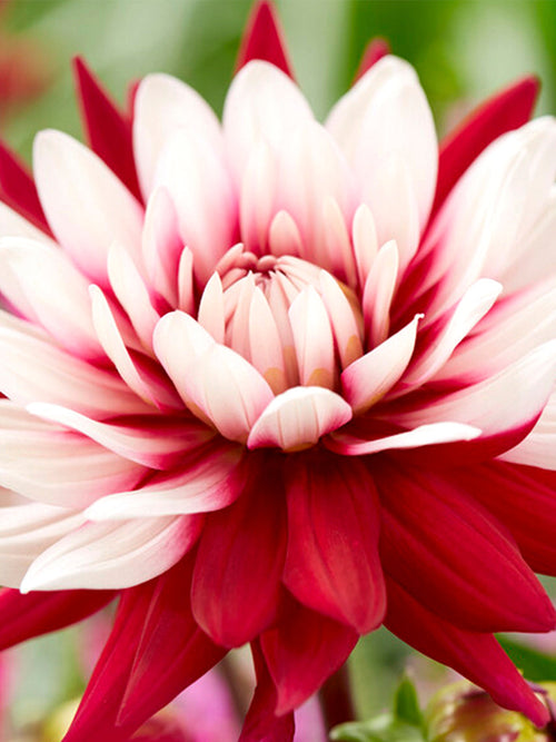 Vårplantering Dahlia Rebecca's World