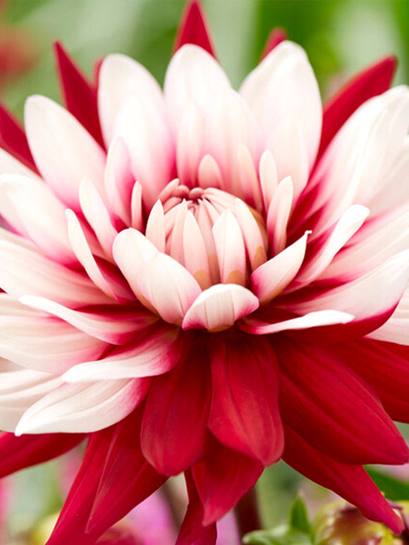 Vårplantering Dahlia Rebecca's World