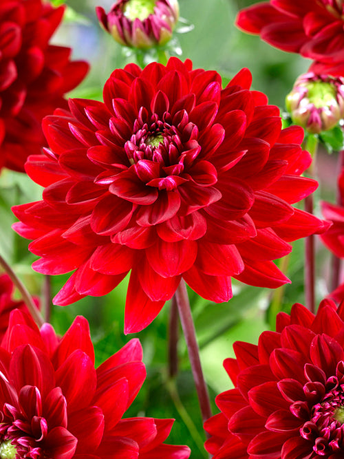 Köp Dahliaknölar Red Runner