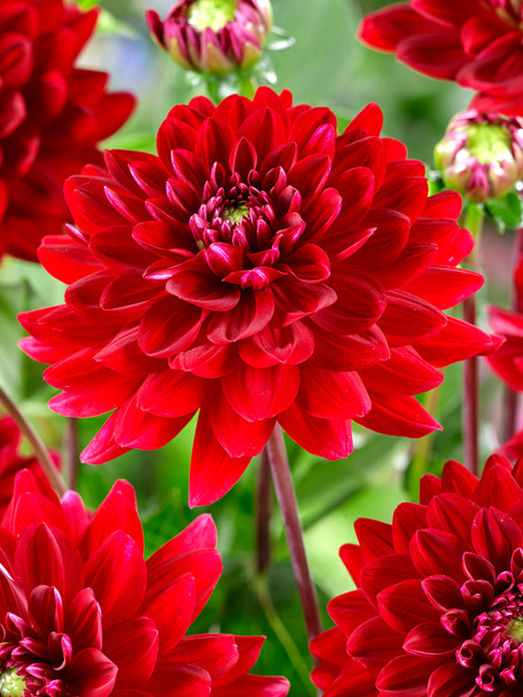 Köp Dahliaknölar Red Runner