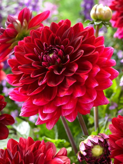 Dahlia Red Runner | DutchGrown™ Sverige