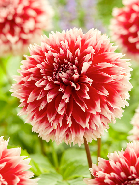 Rödvit Dahlia ‘Fubuki’ i sommarblommande rabatt