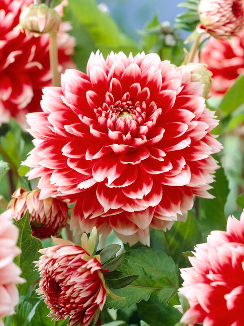 Närbild på fimbriatadahlia ‘Red and White Fubuki’