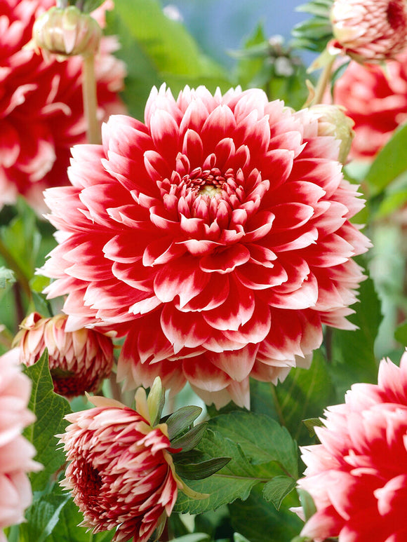 Närbild på fimbriatadahlia ‘Red and White Fubuki’