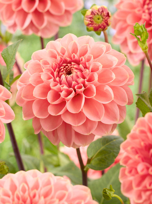Närbild på dekorativ dahlia ‘Romance’ i blom